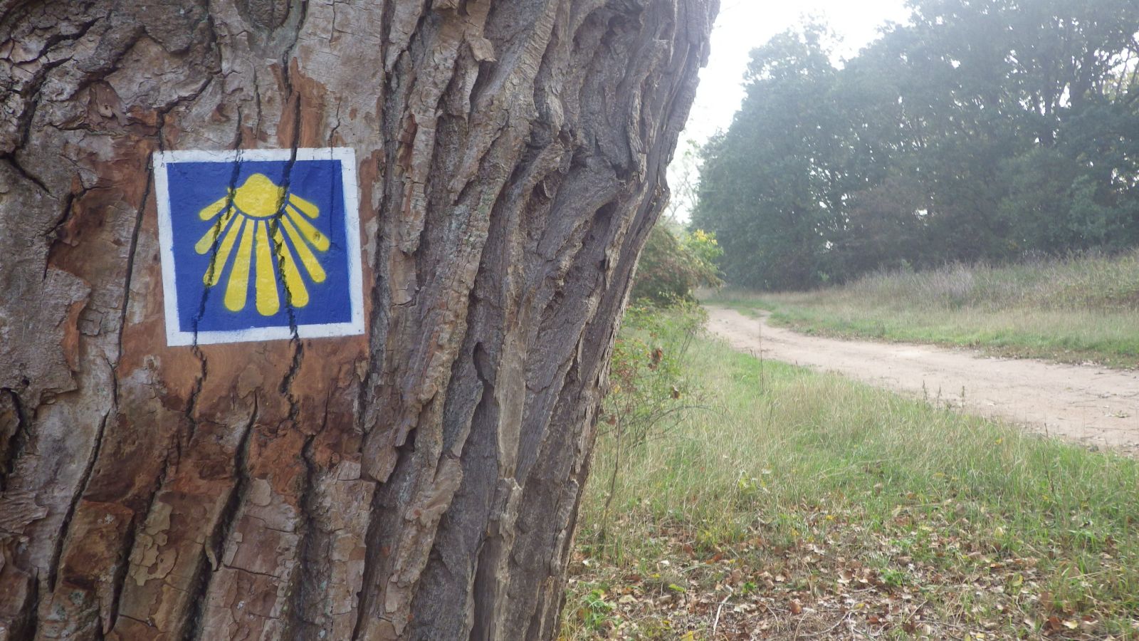 znak muszelki na drzewie przy Szlaku Świętego Jakuba 