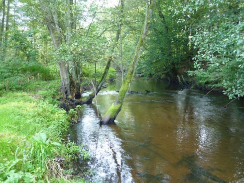 Rzeka, drzewa rosnące w wodzie. Link otwiera powiększoną wersję zdjęcia.