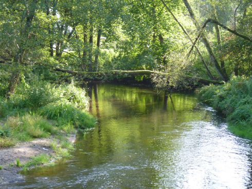 Rzeka, widok na powalone drzewo. Link otwiera powiększoną wersję zdjęcia.